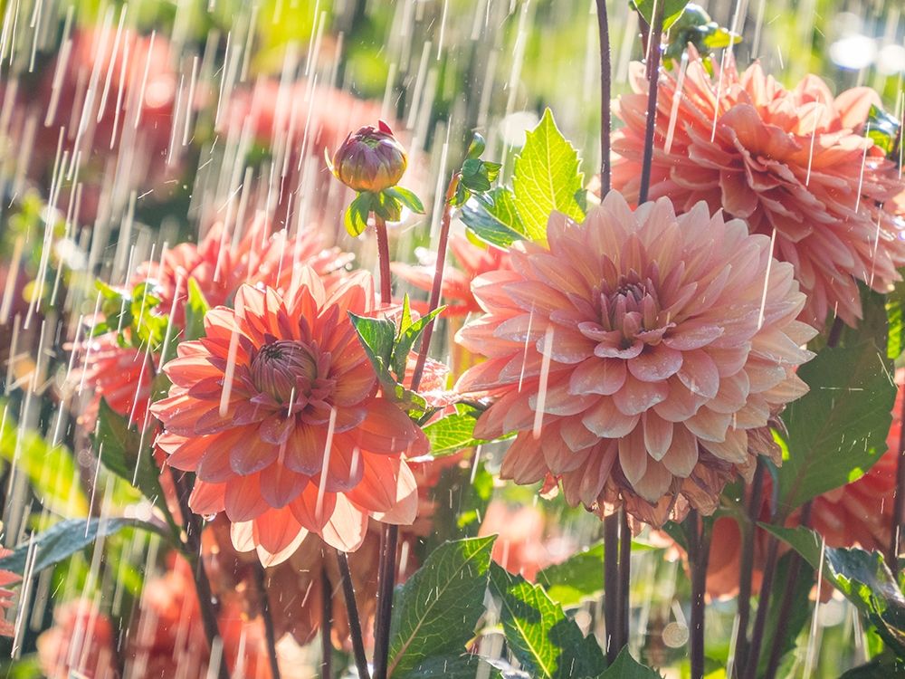 Oregon-Canby-Swam Island Dahlias-water coming down on flowers